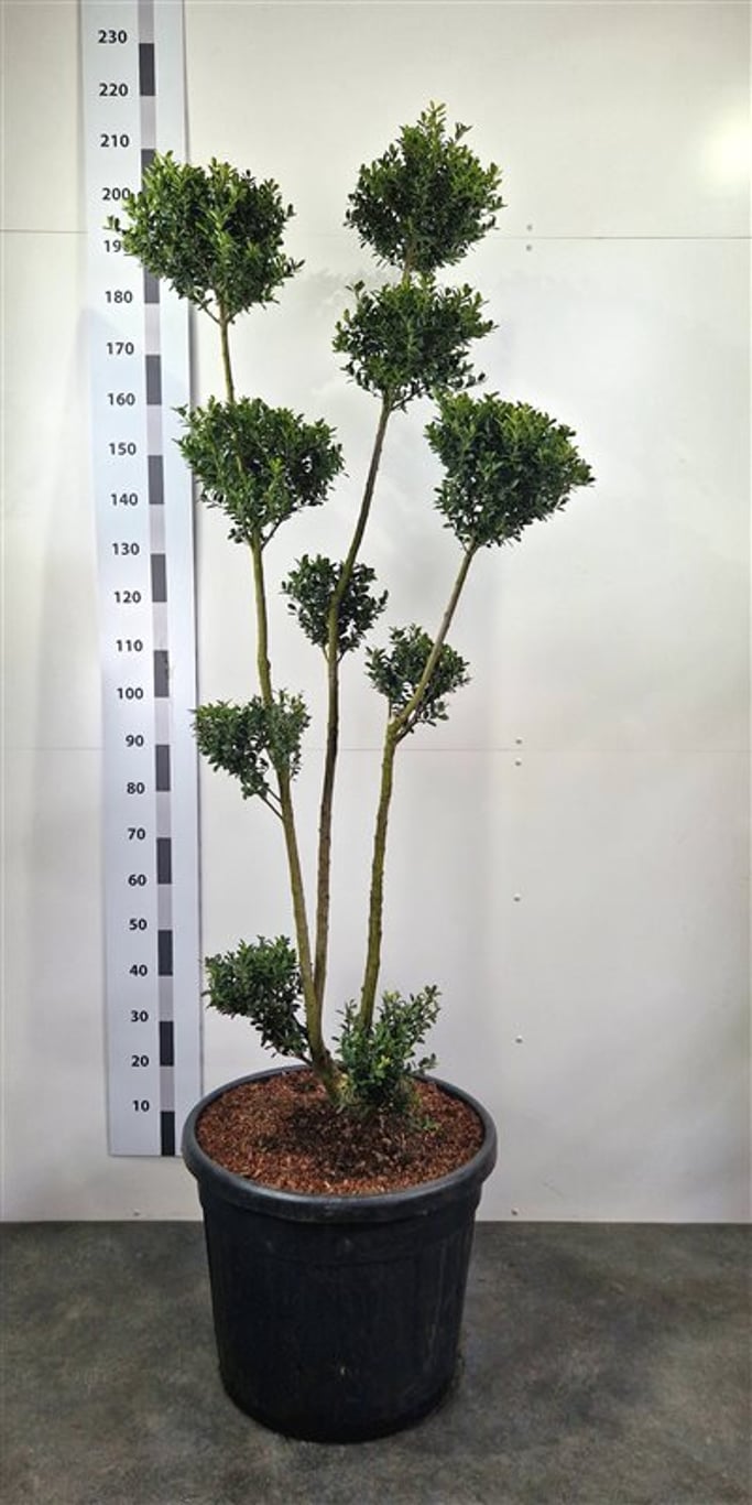 Ilex crenata - 160-180 CM Ponpon Cont.